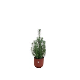Pinus Pinea incluant Elho Tour de jazz rouge toscan Ø19 - 50 Cm
