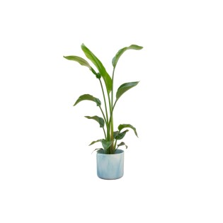 Combi Deal - Strelitzia Nicolai incluant Elho Ocean Round Atlantic Blue Ø22 - 100 Cm