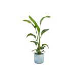 Combi Deal - Strelitzia Nicolai incluant Elho Ocean Round Atlantic Blue Ø22 - 100 Cm
