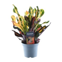 Codiaeum Variegatum 'Mammi' - 30 Cm - Ø12