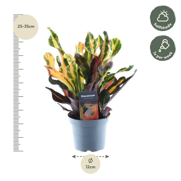 Codiaeum Variegatum 'Mammi' - 30 Cm - Ø12