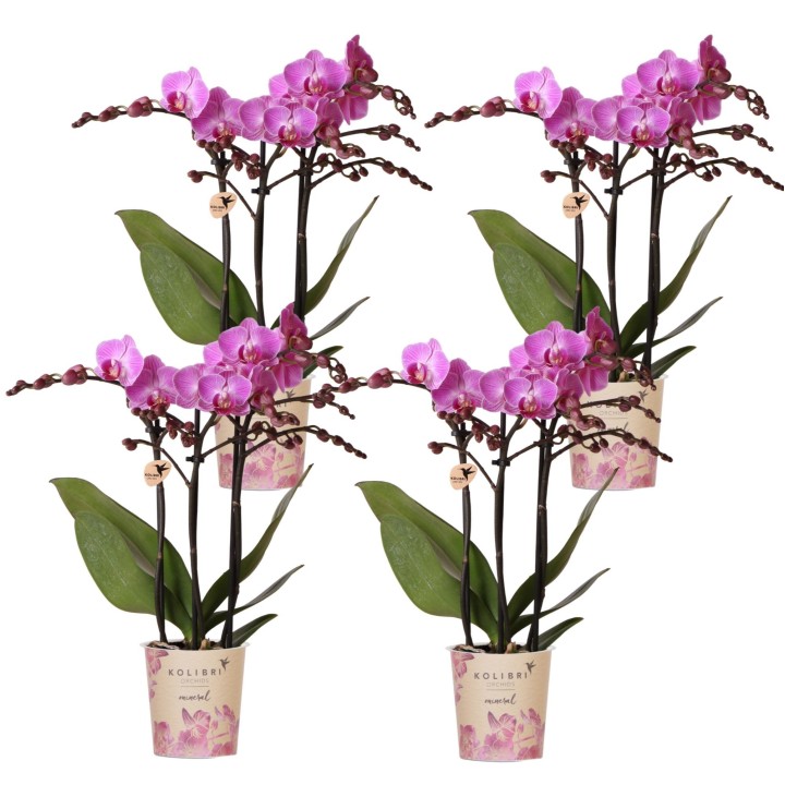 Kolibri Orchids | Combi Deal Of 4 Phalaenopsis Orchids - Vienna - Pot Size Ø9Cm | Flowering Houseplant - Fresh From The Grower