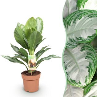 Aglaonema Silver Bay - feuilles argentées - 1 Plant - Pot 17Cm -  hauteur 70-75Cm