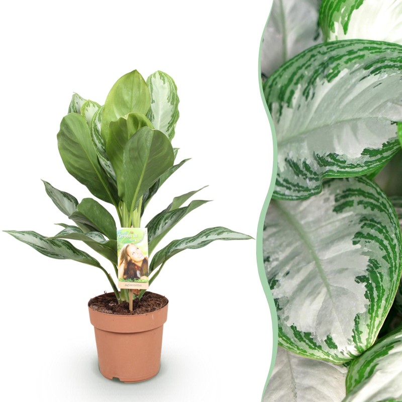 Aglaonema Silver Bay - feuilles argentées - 1 Plant - Pot 17Cm -  hauteur 70-75Cm