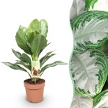 Aglaonema Silver Bay - feuilles argentées - 1 Plant - Pot 17Cm -  hauteur 70-75Cm