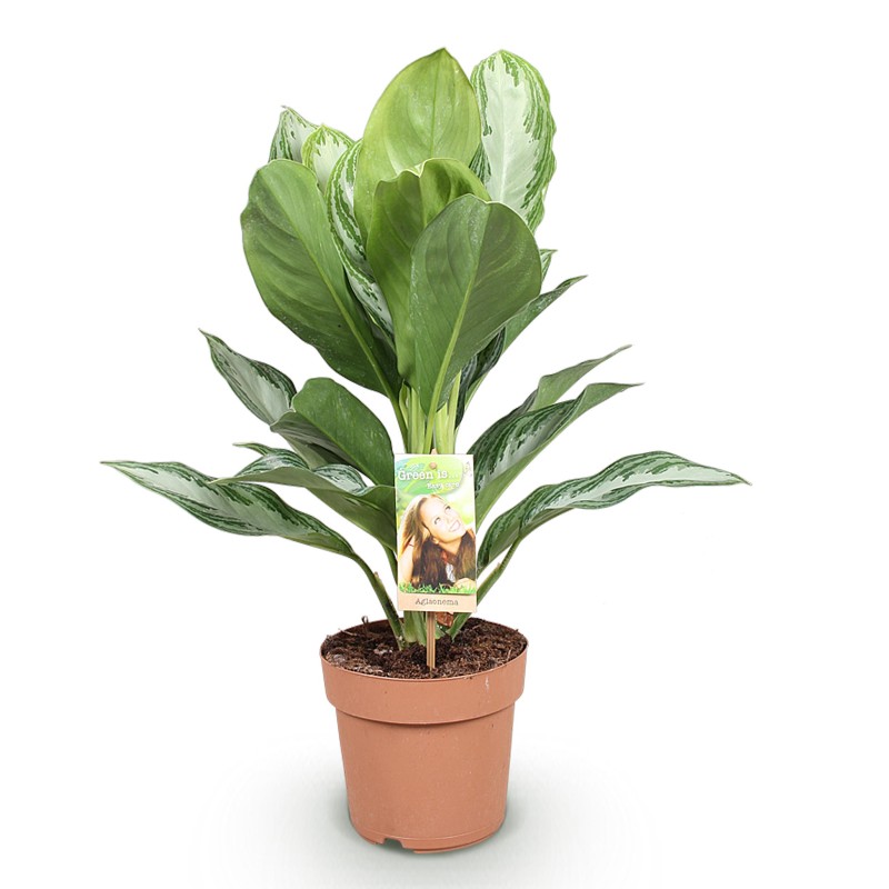 Aglaonema Silver Bay - feuilles argentées - 1 Plant - Pot 17Cm -  hauteur 70-75Cm