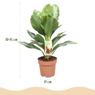 Aglaonema Silver Bay - feuilles argentées - 1 Plant - Pot 17Cm -  hauteur 70-75Cm