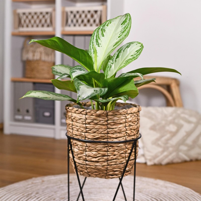 Aglaonema Silver Bay - feuilles argentées - 1 Plant - Pot 17Cm -  hauteur 70-75Cm