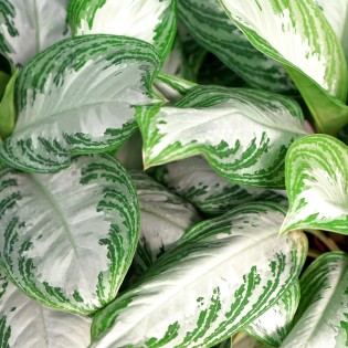 Aglaonema Silver Bay - feuilles argentées - 1 Plant - Pot 17Cm -  hauteur 70-75Cm