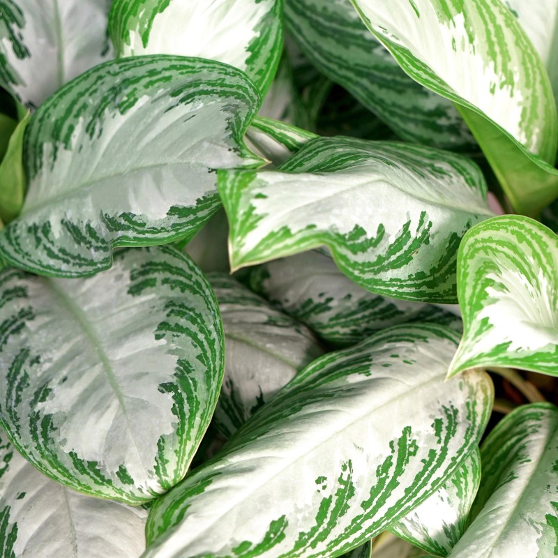 Aglaonema Silver Bay - feuilles argentées - 1 Plant - Pot 17Cm -  hauteur 70-75Cm