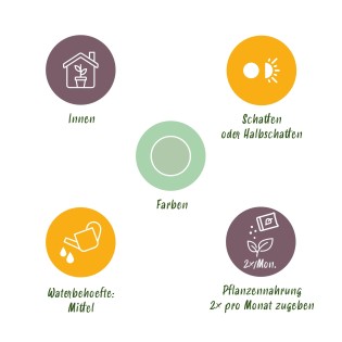 Aglaonema Silver Bay - feuilles argentées - 1 Plant - Pot 17Cm -  hauteur 70-75Cm