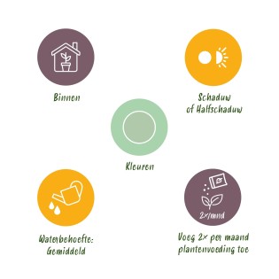 Aglaonema Silver Bay - feuilles argentées - 1 Plant - Pot 17Cm -  hauteur 70-75Cm