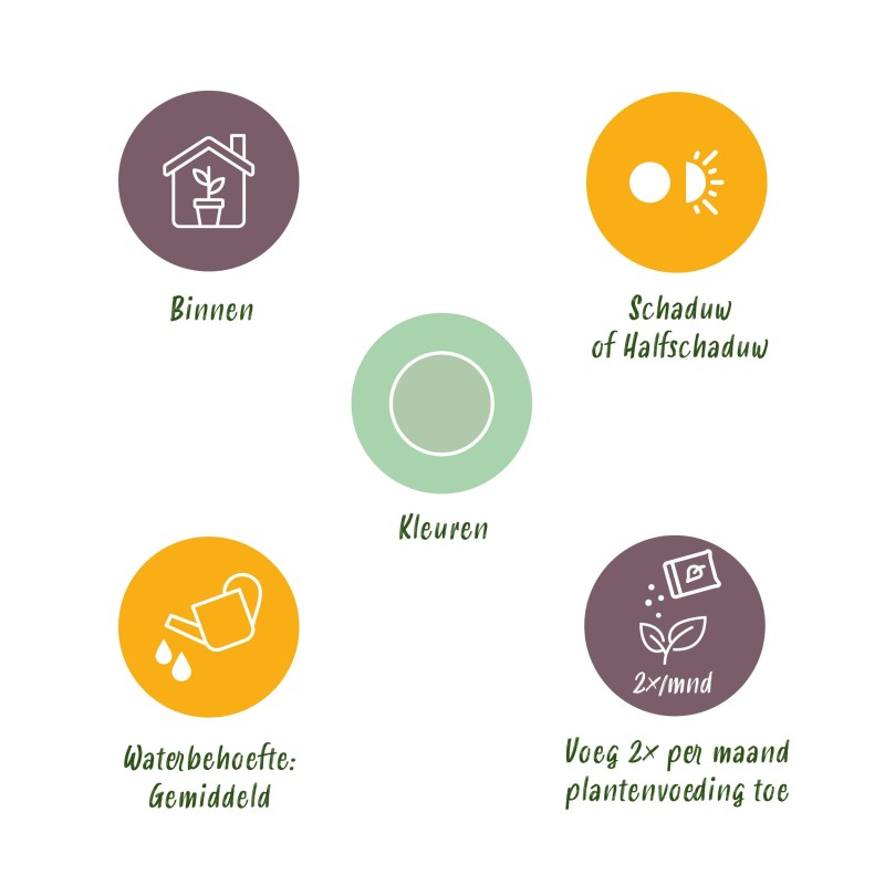 Aglaonema Silver Bay - feuilles argentées - 1 Plant - Pot 17Cm -  hauteur 70-75Cm