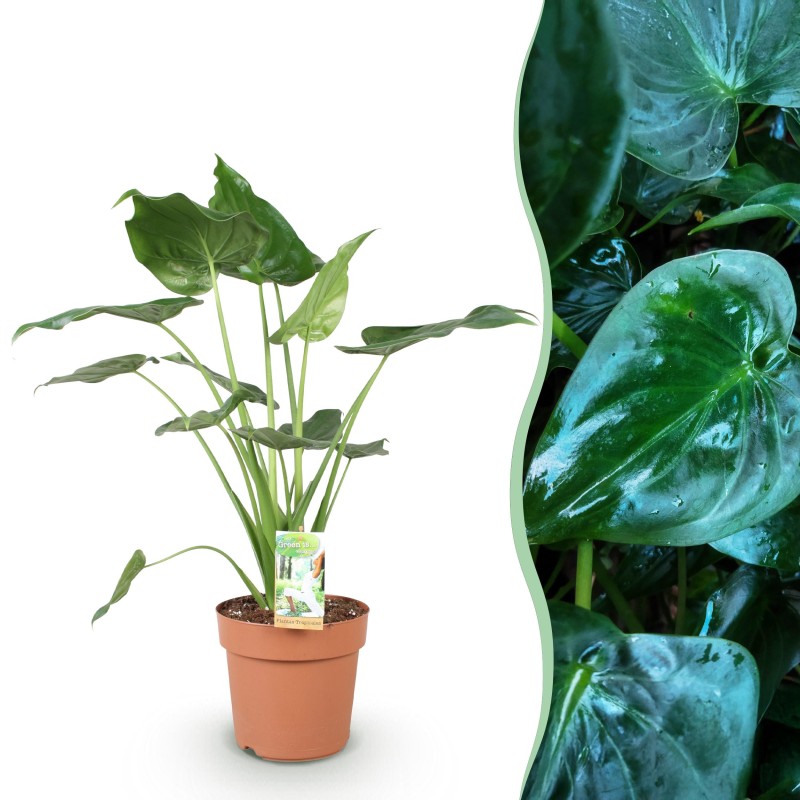 Alocasia Cucullata - Buddha's Hand - 1 Plant - Pot 21Cm - hauteur 65-70Cm