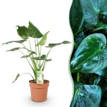 Alocasia Cucullata - Buddha's Hand - 1 Plant - Pot 21Cm - hauteur 65-70Cm