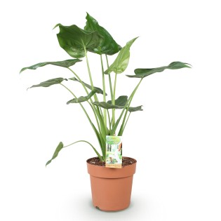 Alocasia Cucullata - Buddha's Hand - 1 Plant - Pot 21Cm - hauteur 65-70Cm