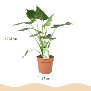 Alocasia Cucullata - Buddha's Hand - 1 Plant - Pot 21Cm - hauteur 65-70Cm