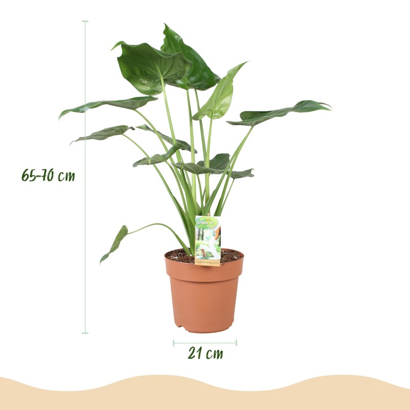 Alocasia Cucullata - Buddha's Hand - 1 Plant - Pot 21Cm - hauteur 65-70Cm