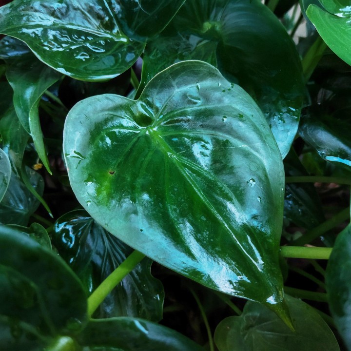 Alocasia Cucullata - Buddha's Hand - 1 Plant - Pot 21Cm - hauteur 65-70Cm