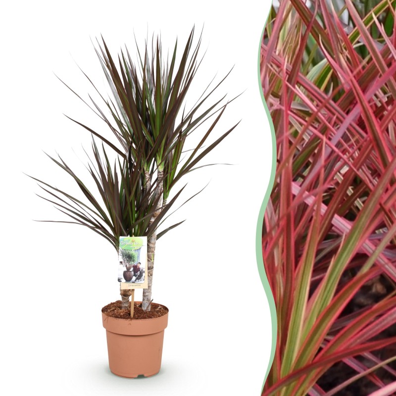 Dracaena Magenta - Dragon Blood Tree rouge - 1 Plant - Pot 17Cm - Hauteur 70-80Cm