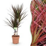 Dracaena Magenta - Dragon Blood Tree rouge - 1 Plant - Pot 17Cm - Hauteur 70-80Cm