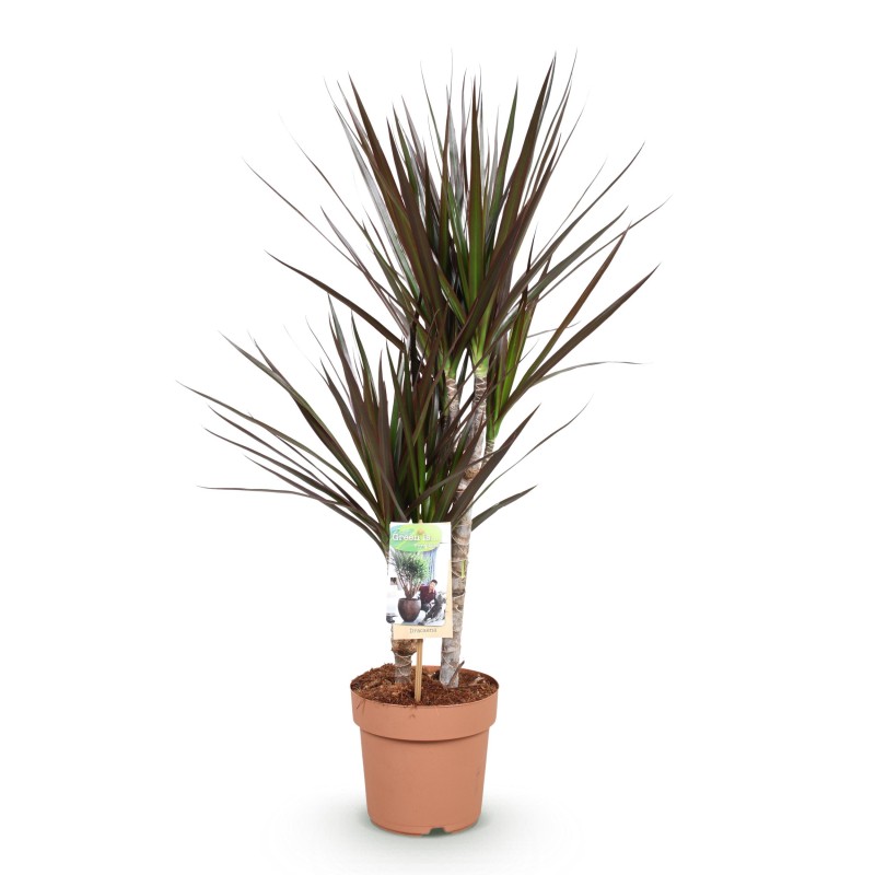 Dracaena Magenta - Dragon Blood Tree rouge - 1 Plant - Pot 17Cm - Hauteur 70-80Cm