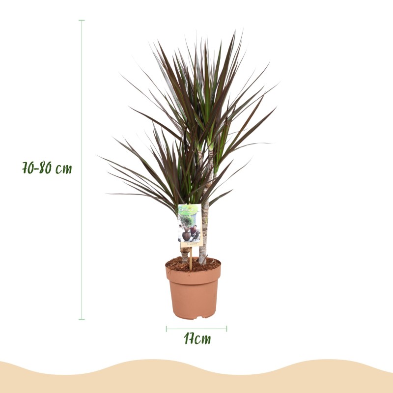 Dracaena Magenta - Dragon Blood Tree rouge - 1 Plant - Pot 17Cm - Hauteur 70-80Cm
