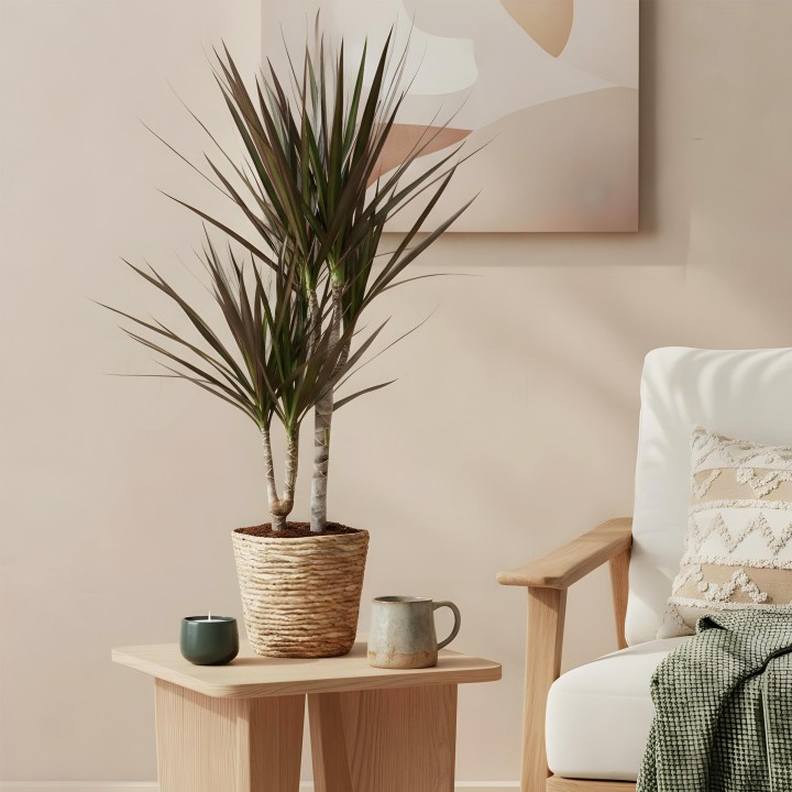 Dracaena Magenta - Dragon Blood Tree rouge - 1 Plant - Pot 17Cm - Hauteur 70-80Cm