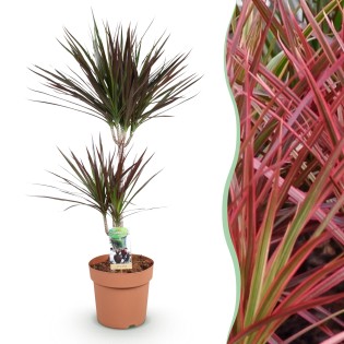 Dracaena Magenta - Dragon Blood Tree - rouge - Pot 21Cm - hauteur 90-100Cm