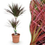 Dracaena Magenta - Dragon Blood Tree - rouge - Pot 21Cm - hauteur 90-100Cm