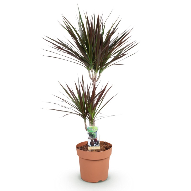 Dracaena Magenta - Dragon Blood Tree - rouge - Pot 21Cm - hauteur 90-100Cm