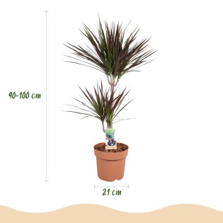 Dracaena Magenta - Dragon Blood Tree - rouge - Pot 21Cm - hauteur 90-100Cm