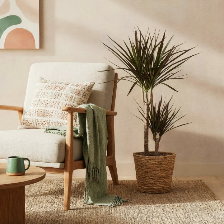 Dracaena Magenta - Dragon Blood Tree - rouge - Pot 21Cm - hauteur 90-100Cm