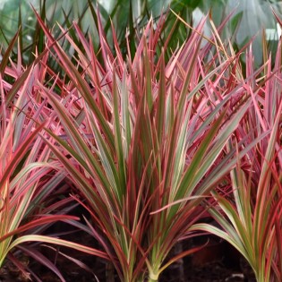 Dracaena Magenta - Dragon Blood Tree - rouge - Pot 21Cm - hauteur 90-100Cm