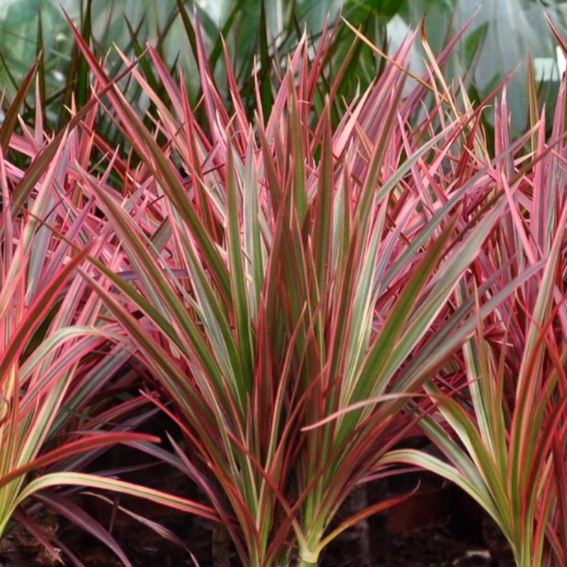 Dracaena Magenta - Dragon Blood Tree - rouge - Pot 21Cm - hauteur 90-100Cm