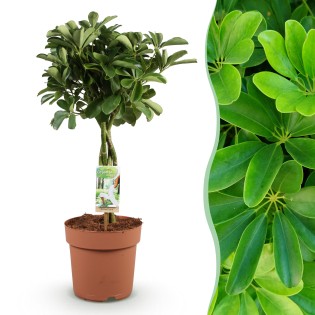 Schefflera Nora - Arbre de doigts - Faible entretien - Vert - Pot 21Cm - Hauteur 70-82cm
