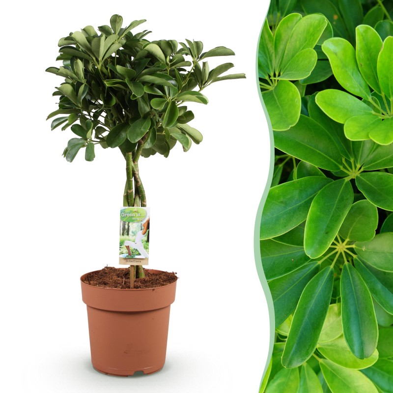 Schefflera Nora - Arbre de doigts - Faible entretien - Vert - Pot 21Cm - Hauteur 70-82cm