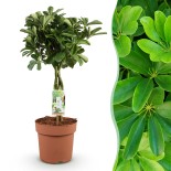 Schefflera Nora - Arbre de doigts - Faible entretien - Vert - Pot 21Cm - Hauteur 70-82cm