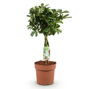 Schefflera Nora - Arbre de doigts - Faible entretien - Vert - Pot 21Cm - Hauteur 70-82cm