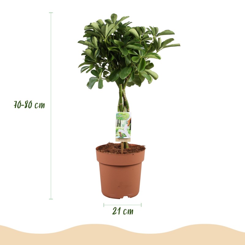 Schefflera Nora - Arbre de doigts - Faible entretien - Vert - Pot 21Cm - Hauteur 70-82cm