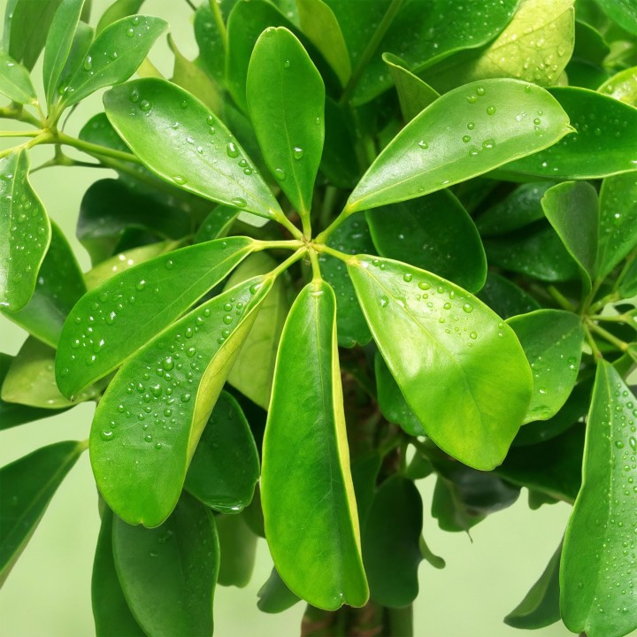 Schefflera Nora - Arbre de doigts - Faible entretien - Vert - Pot 21Cm - Hauteur 70-82cm