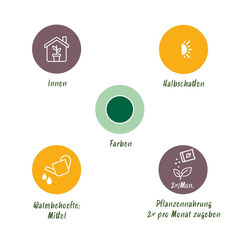 Schefflera Nora - Arbre de doigts - Faible entretien - Vert - Pot 21Cm - Hauteur 70-82cm