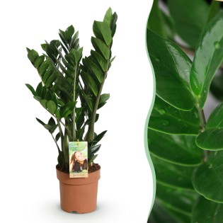 Zamioculcas - Zz Plant - Faible entretien - Vert - Pot 17Cm - Hauteur 65-75cm