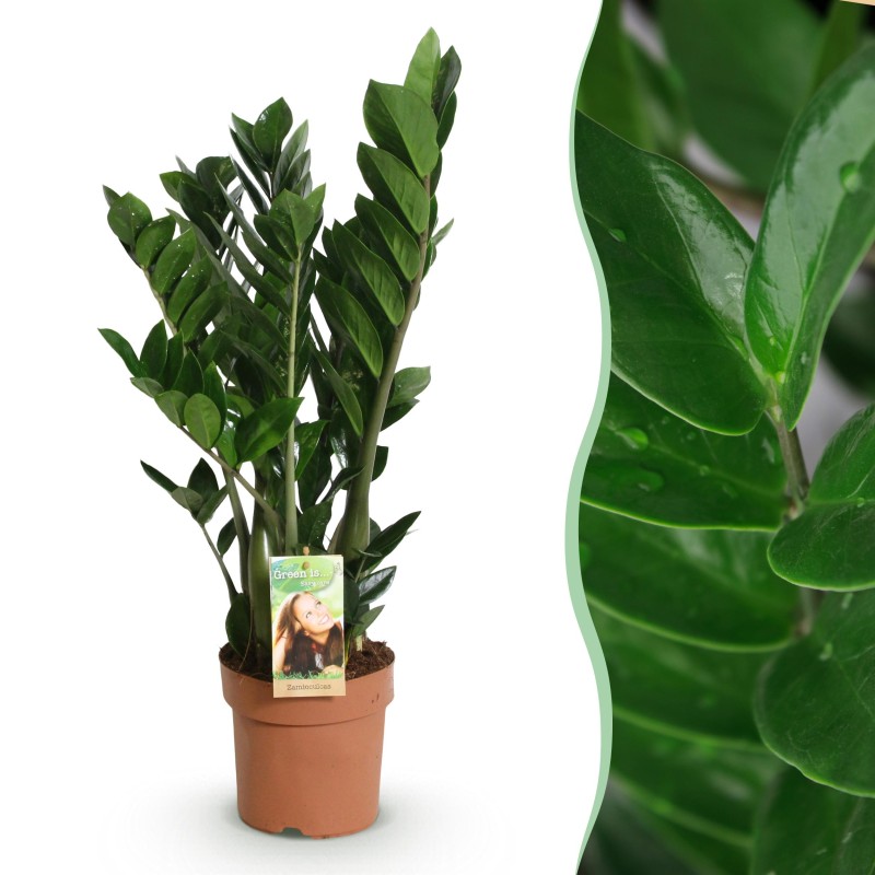 Zamioculcas - Zz Plant - Faible entretien - Vert - Pot 17Cm - Hauteur 65-75cm