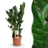 Zamioculcas - Zz Plant - Faible entretien - Vert - Pot 17Cm - Hauteur 65-75cm