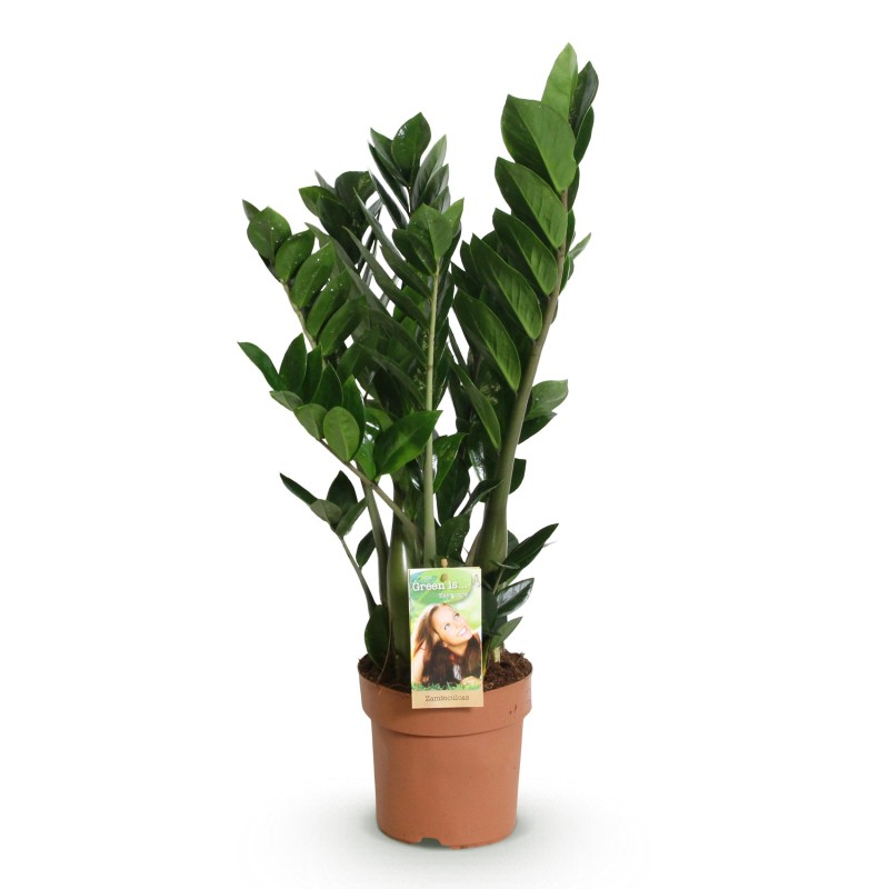Zamioculcas - Zz Plant - Faible entretien - Vert - Pot 17Cm - Hauteur 65-75cm