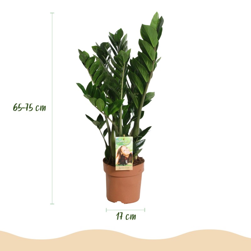 Zamioculcas - Zz Plant - Faible entretien - Vert - Pot 17Cm - Hauteur 65-75cm