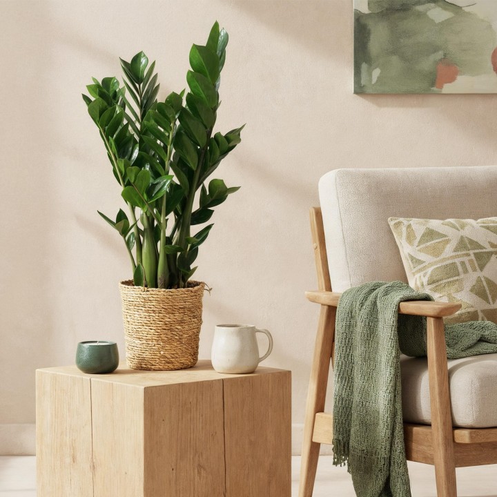 Zamioculcas - Zz Plant - Faible entretien - Vert - Pot 17Cm - Hauteur 65-75cm