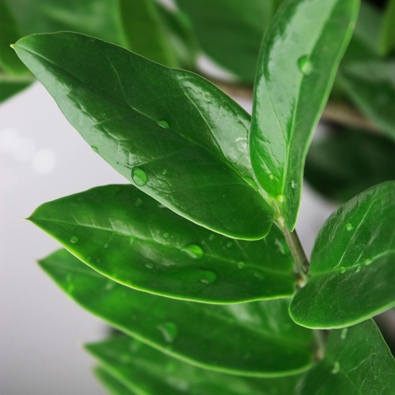 Zamioculcas - Zz Plant - Faible entretien - Vert - Pot 17Cm - Hauteur 65-75cm