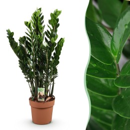 Zamioculcas - Zz Plant - Faible entretien - Vert - Pot 21Cm - Hauteur 80-90Cm